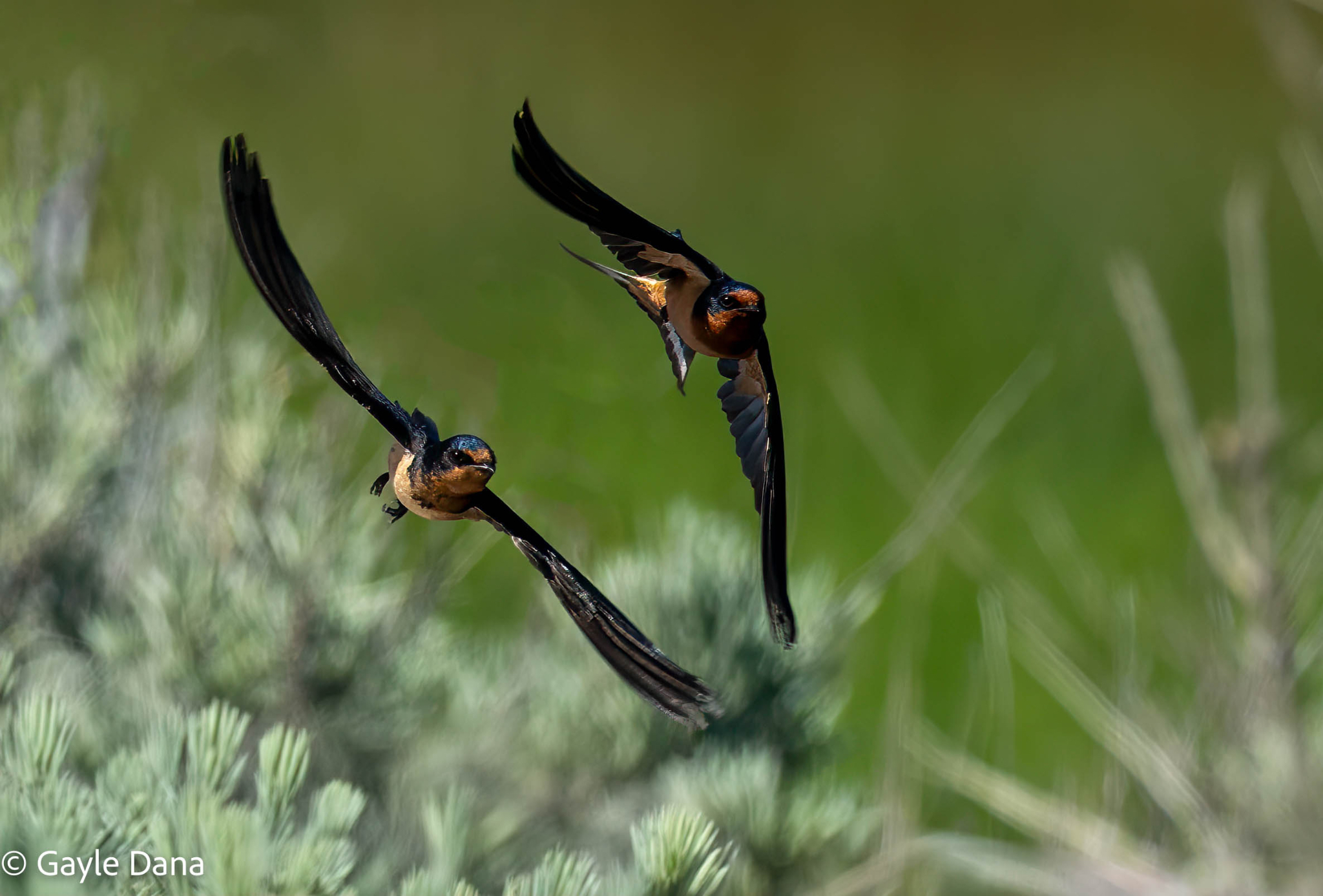 Barn Swallows in flight